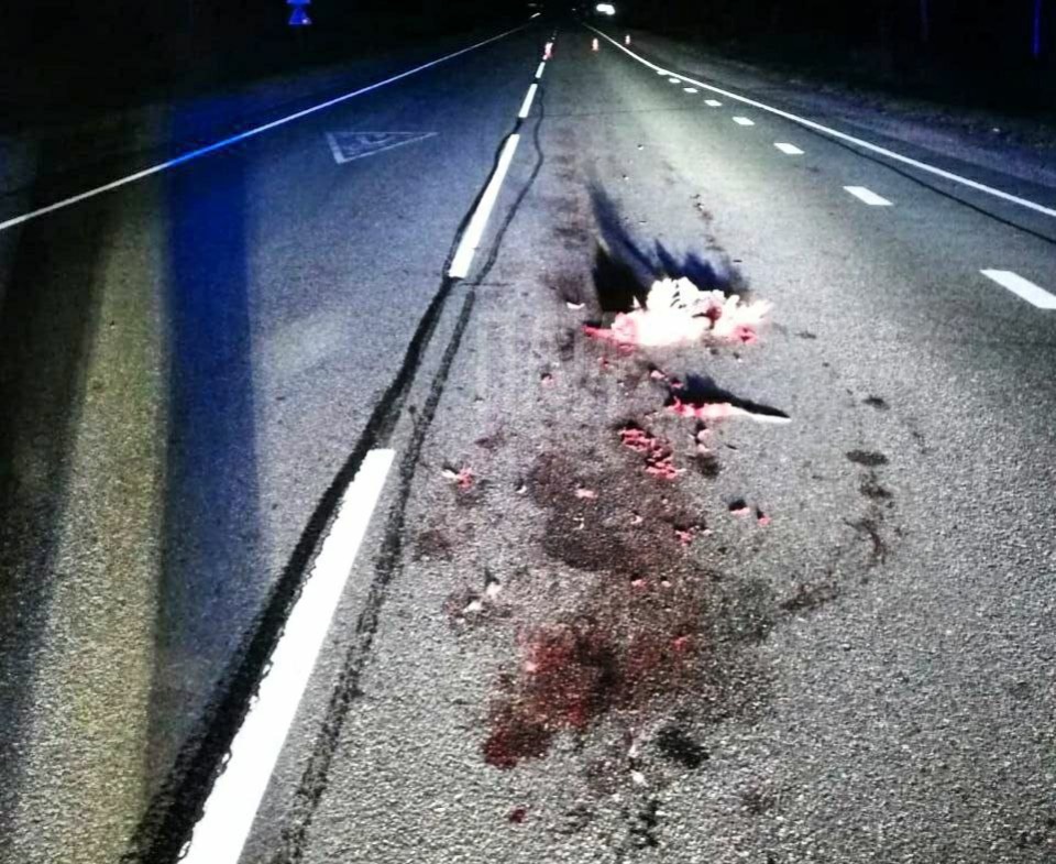 Водитель погиб после столкновения с лебедем в Невельском районе