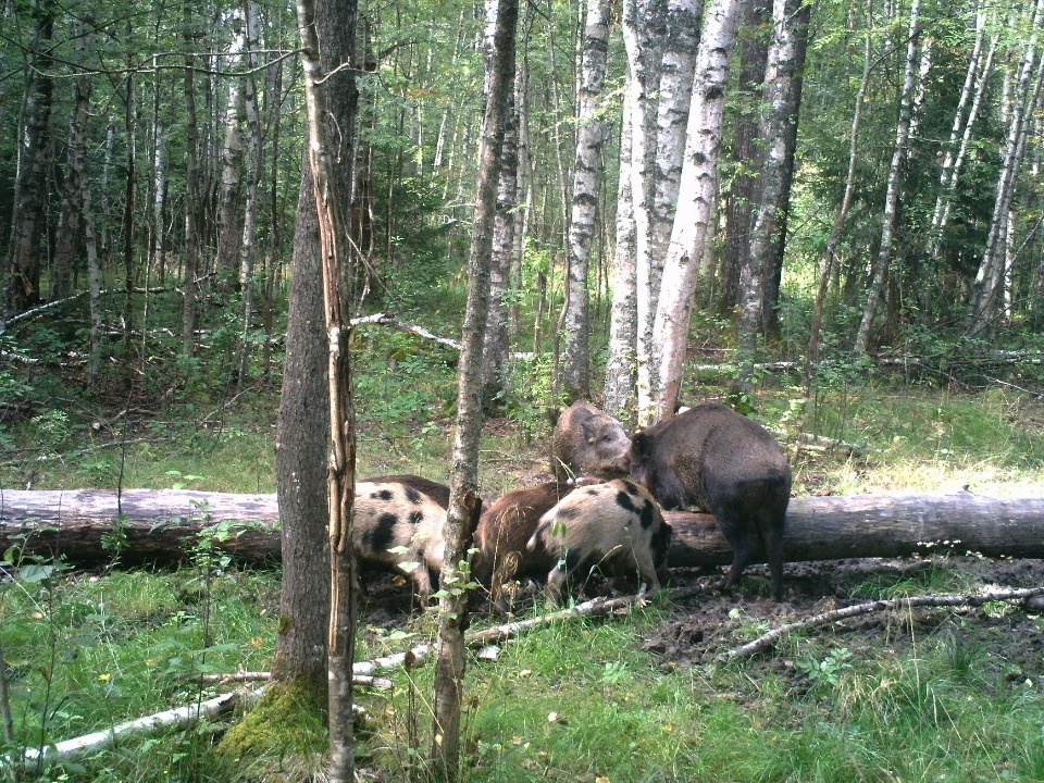 Кабанов-гибридов засняла фотоловушка Полистовского заповедника