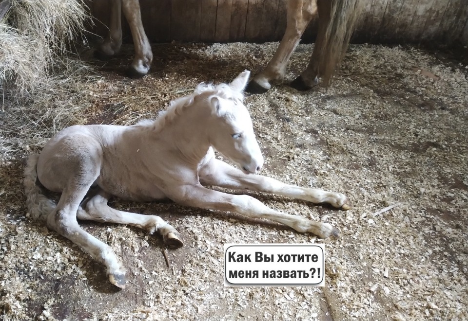 Кюхельбекером или Люцифером предлагают назвать новорожденного жеребёнка в «Михайловском»