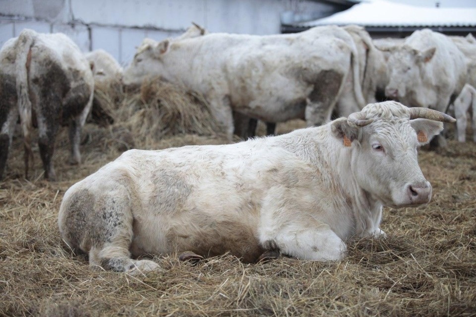  В Псковской области появился центр «Активное село» для поддержки фермеров