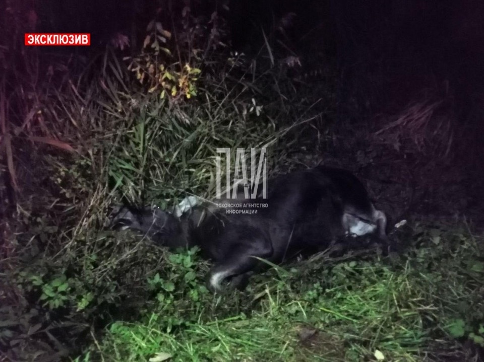 Один человек погиб и трое пострадали при столкновении с лосем на трассе в Псковской области