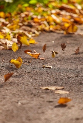 «Шагай вперед по пеплу листьев»