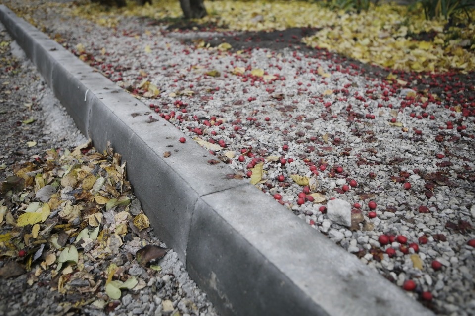 Придворные страсти