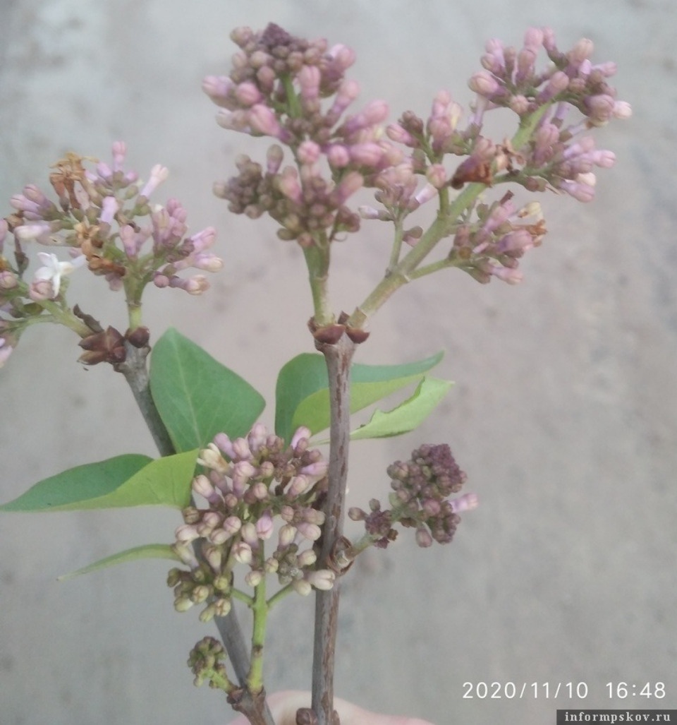 «Ну разве это не чудо?» - в Пскове в ноябре зацвела сирень