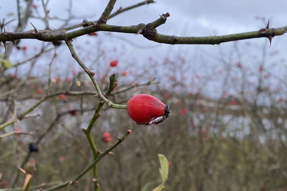 Циклон «Таня» принесёт в Псковскую область тепло и дожди