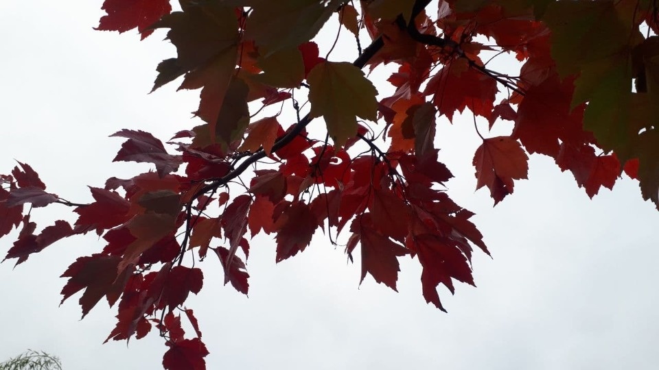 В Псковской области прогнозируют аномально теплую неделю