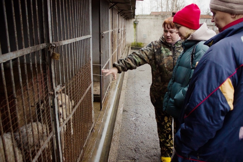 Дама с собачками