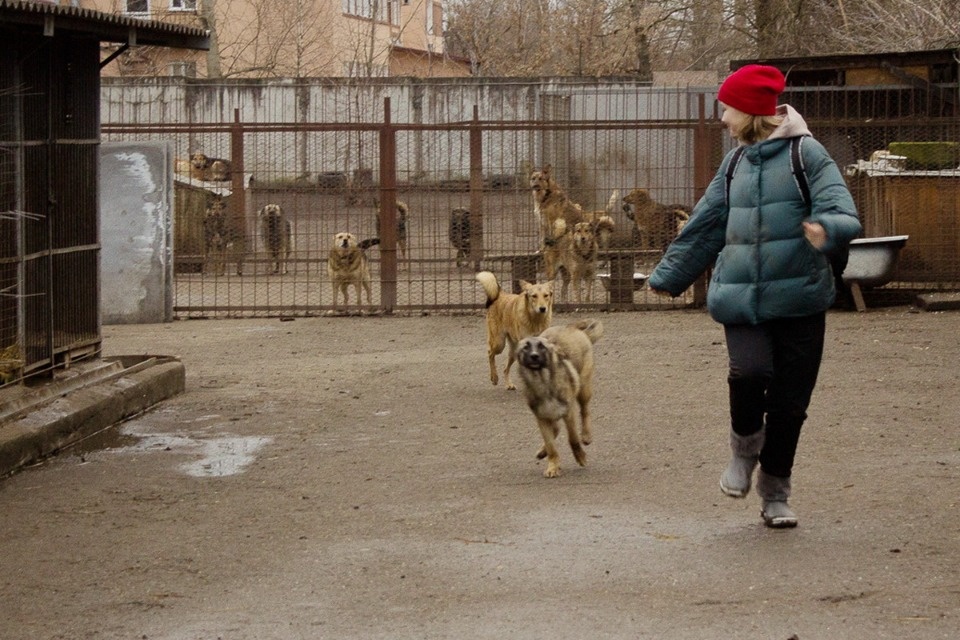 Дама с собачками