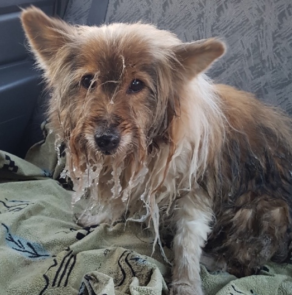 Пскович спас застрявшую в проруби собаку