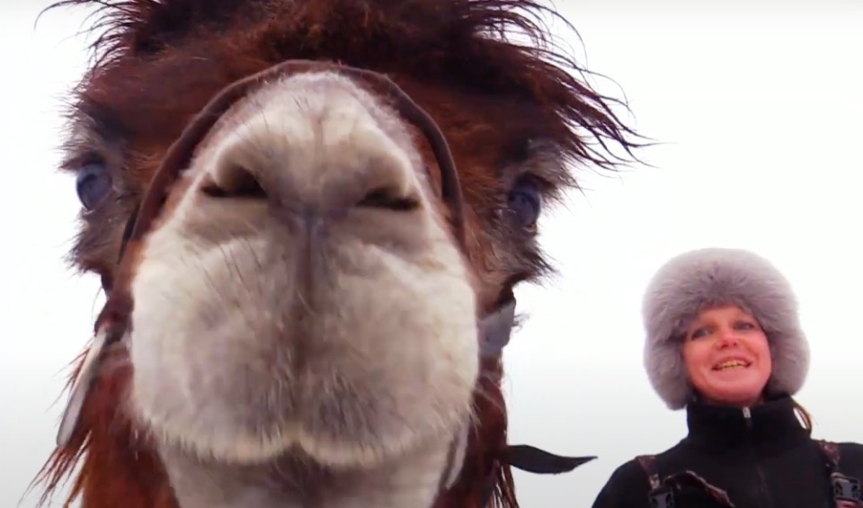 Заводчица: Катание на верблюде в Печорах не противоречит его природному предназначению  