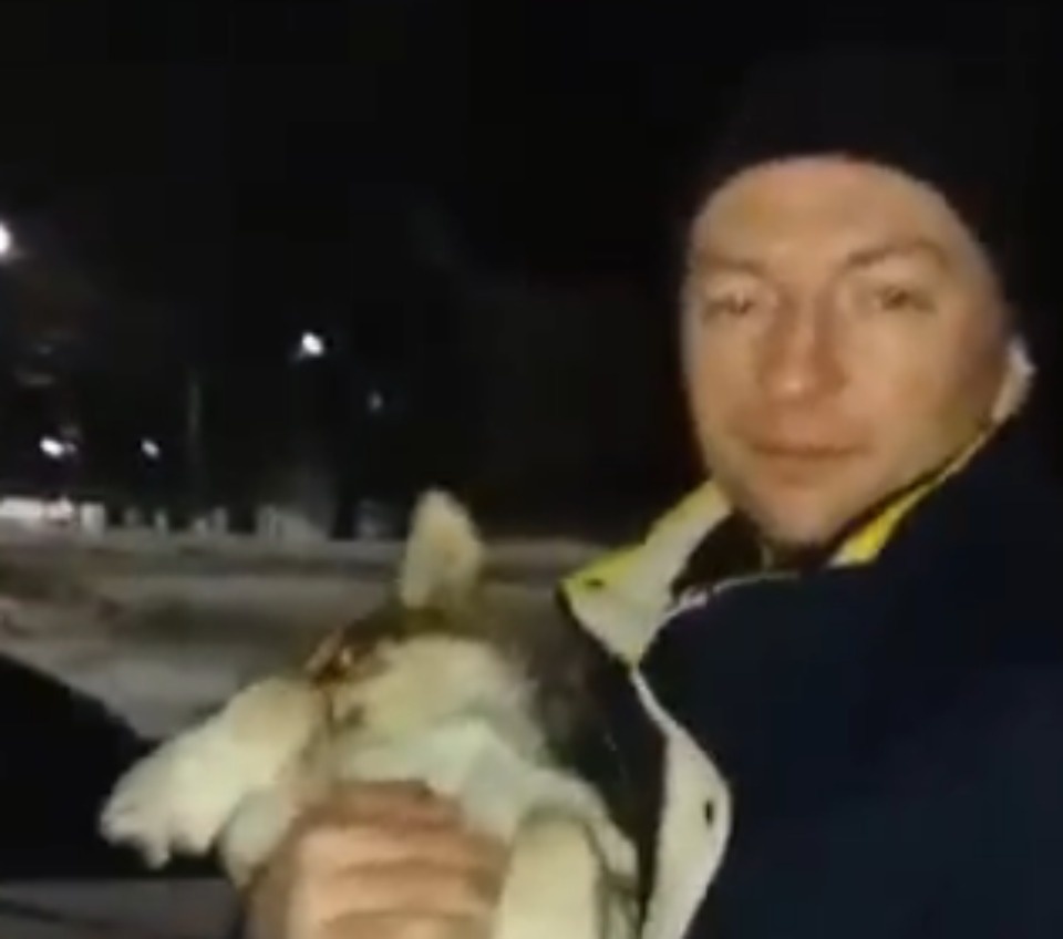 Полиция проводит проверку по факту избиения собаки и повреждения ёлки в Палкино