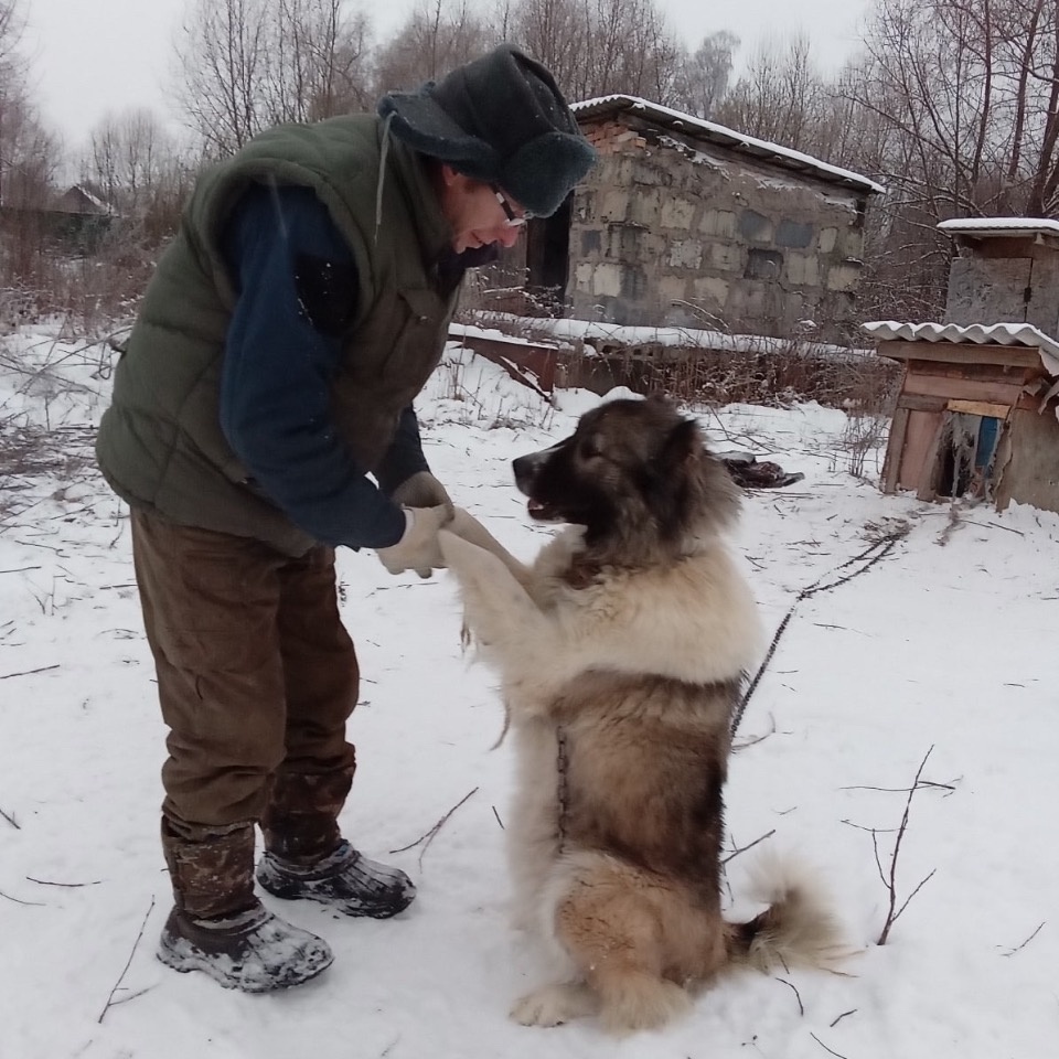 Порховский приют ищет новый дом для собаки, хозяина которой арестовали