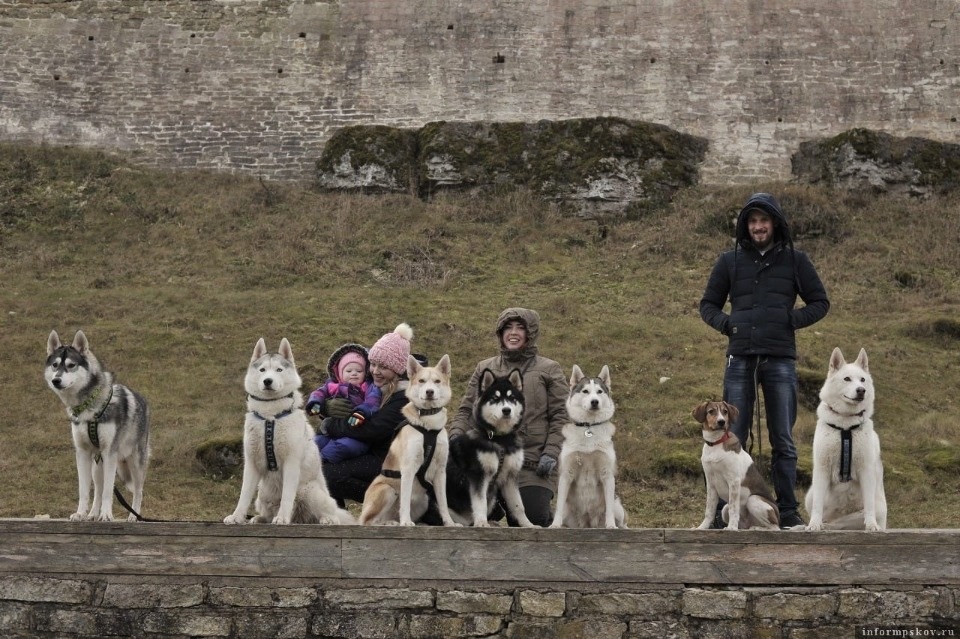 12 ездовых собак спасла псковичка за год