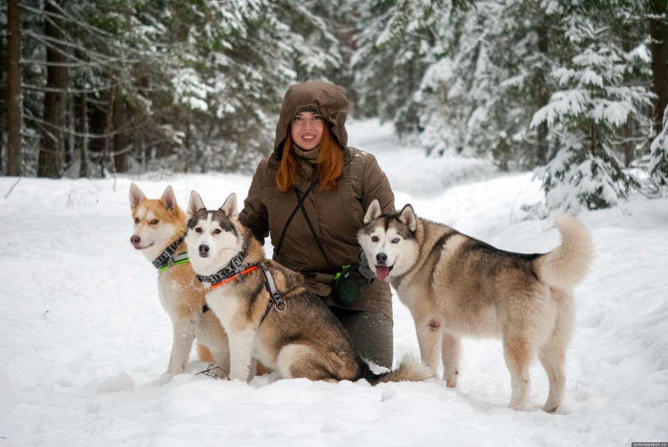 12 ездовых собак спасла псковичка за год