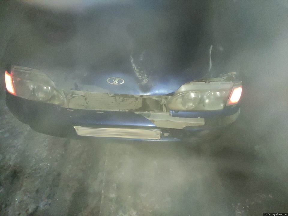 Машина порховского зооприюта по пути из Пскова сбила лося