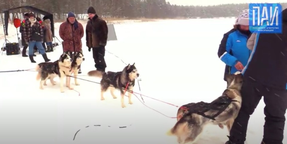 Собак из Москвы привезли в Псковскую область на съёмки фильма «Плакать нельзя!»