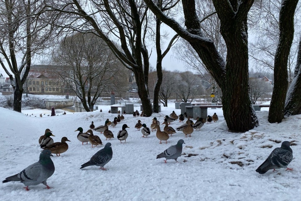 Ледяной дождь и гололед ожидаются в Псковской области 20 февраля