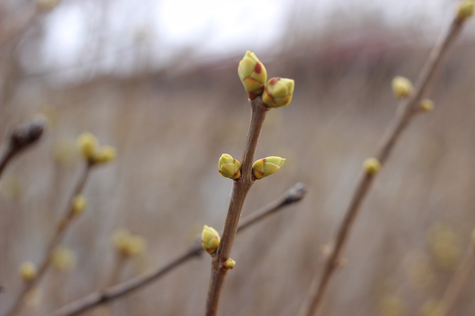 Температура воздуха в первые пять дней марта в Пскове будет на 6-8 градусов выше нормы Температура воздуха в первые пять дней марта в Пскове будет на 6-8 градусов выше нормы
