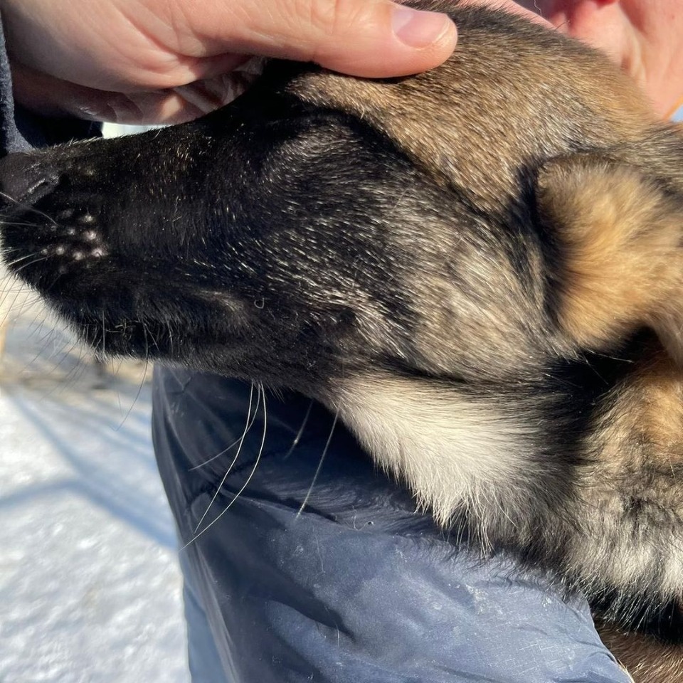 В Пскове забытый хозяином щенок несколько дней провел в машине