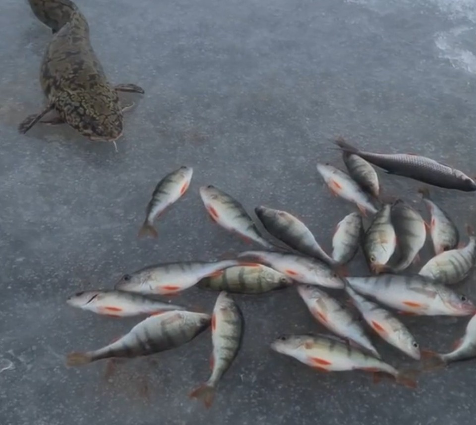 Уловом на Чудском озере похвастался Николай Валуев