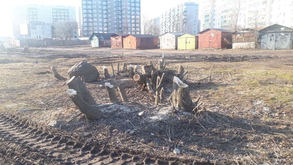  Деревья на улице Кузбасской Дивизии в Пскове выпилили для замены коммуникаций