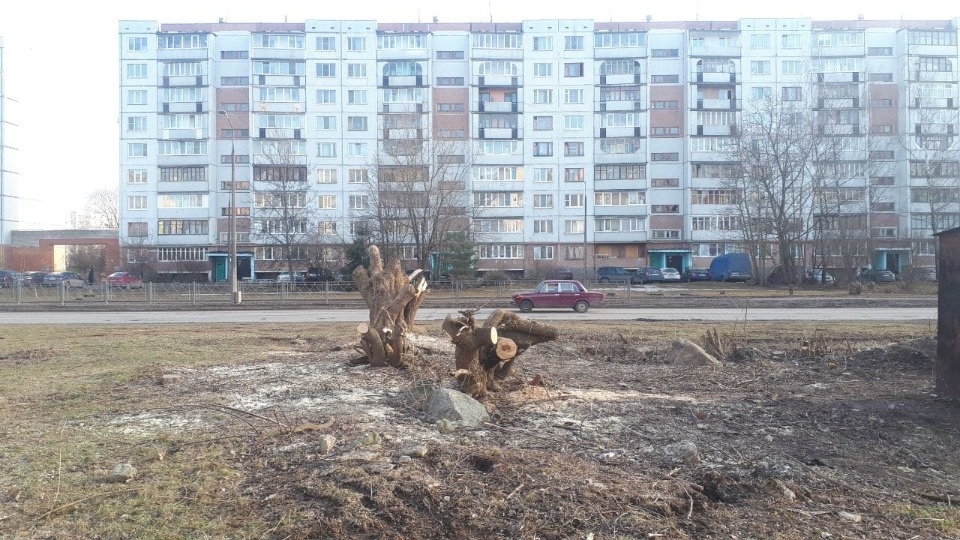  Деревья на улице Кузбасской Дивизии в Пскове выпилили для замены коммуникаций