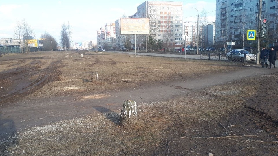  Деревья на улице Кузбасской Дивизии в Пскове выпилили для замены коммуникаций