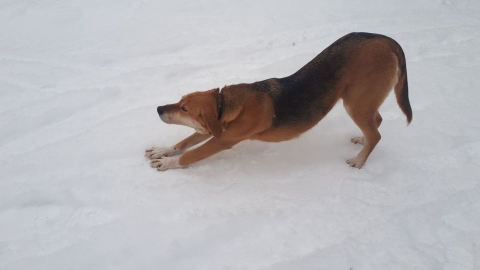 Губернатор поручил усилить контроль за теми, кто не убирает за своими животными на улице