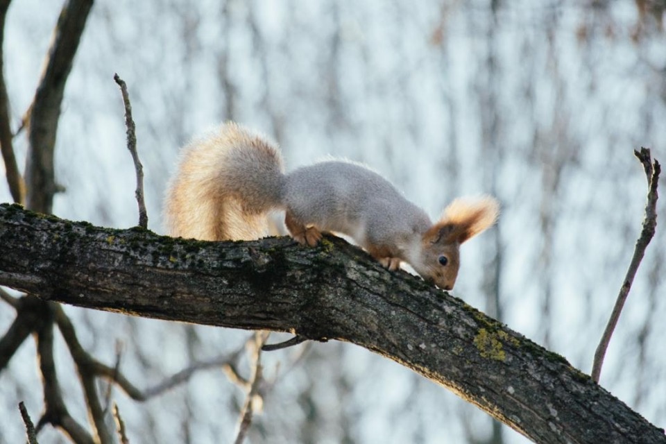 Псковский экскурсовод рассказала, как белки помогают в общении с детьми 