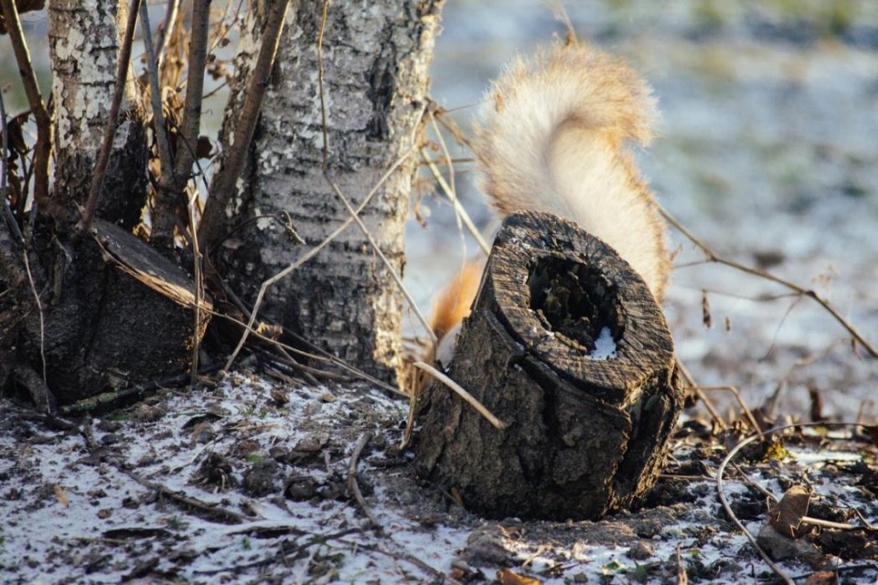 Псковский экскурсовод рассказала, как белки помогают в общении с детьми 