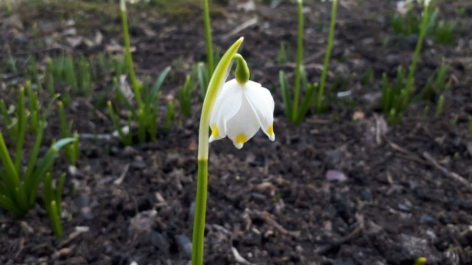 Мокрый снег прогнозируется в Псковской области