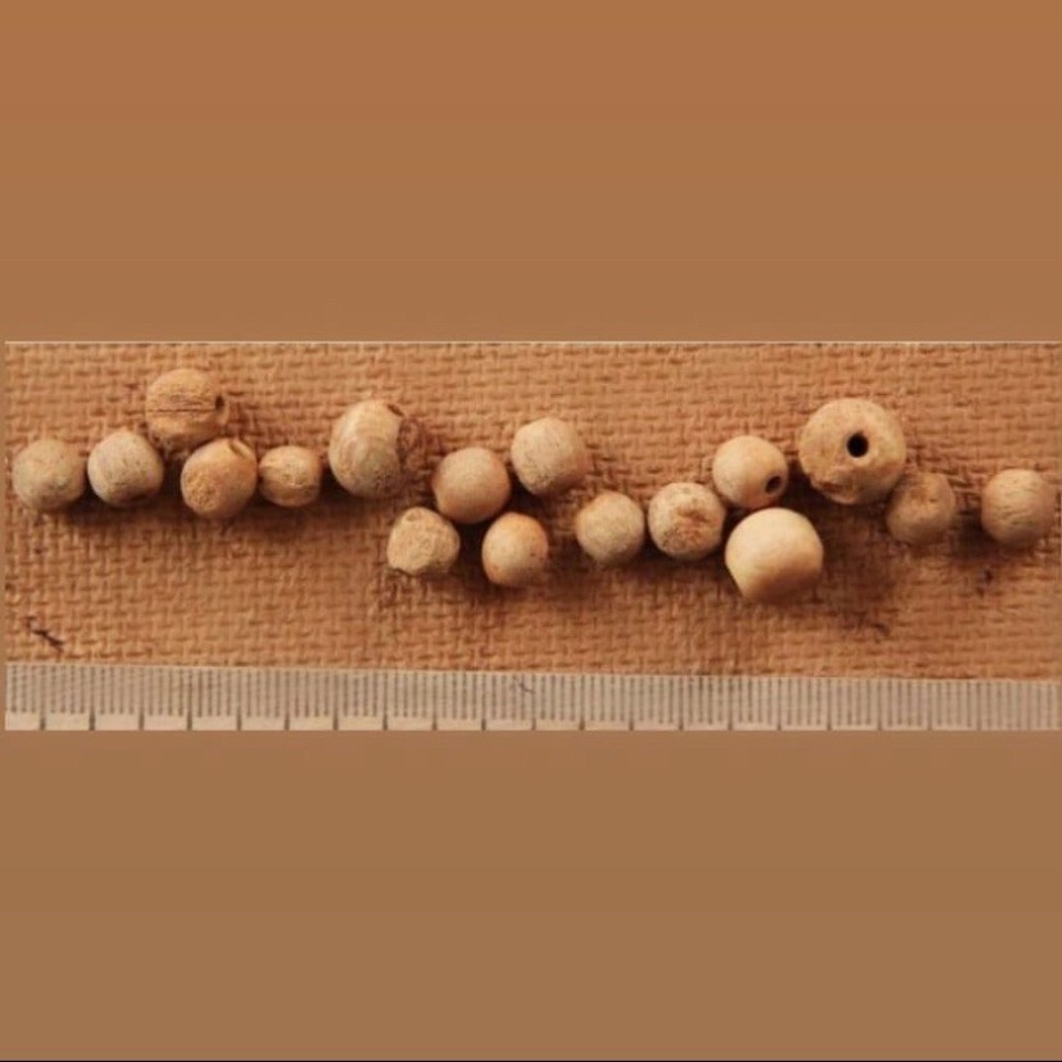 48 погребений обнаружили археологи на территории Мирожского монастыря в Пскове