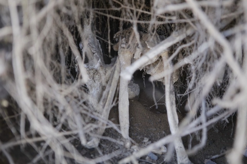 По предварительным данным, найденные в Пскове кости являются останками человека