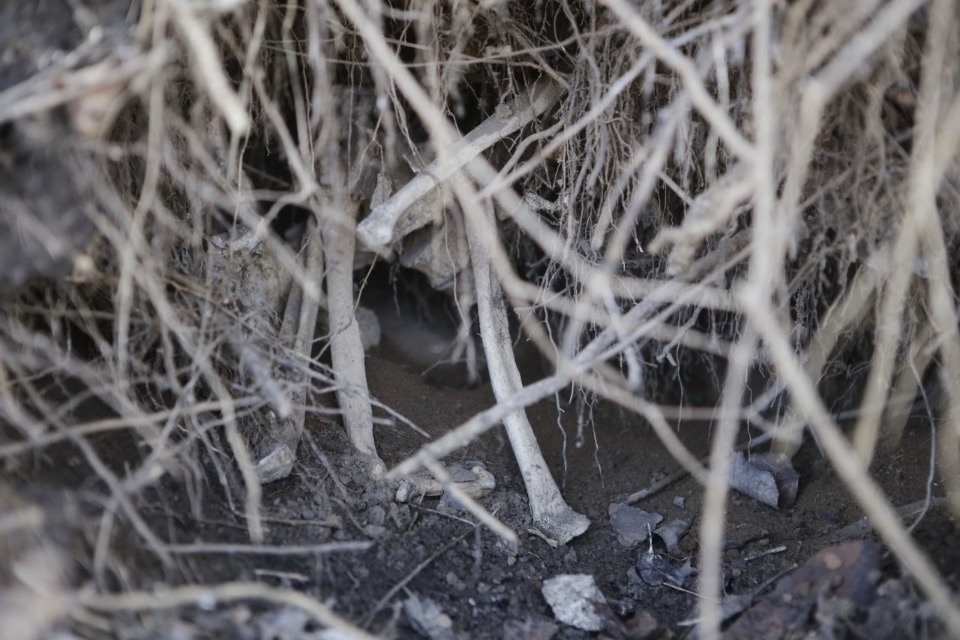 Найденные в Пскове останки переданы на экспертизу