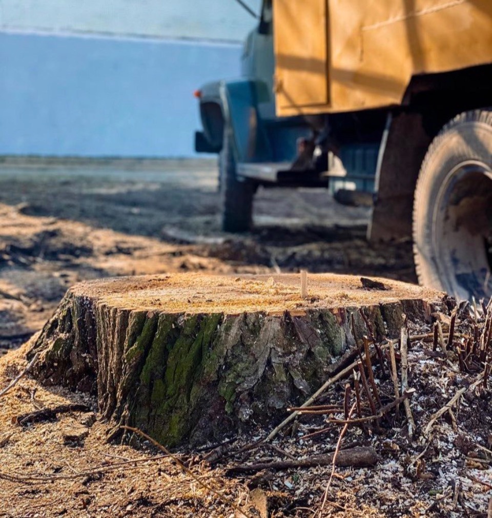 Сети горячего водоснабжения пострадали при спиле дерева в Пскове