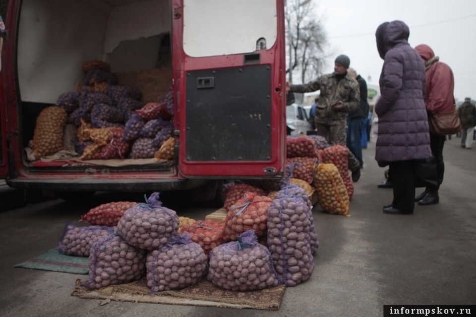 100 тонн семенного картофеля раздаст жителям Псковской области фонд «Земляки»