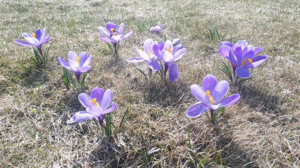 Двух градусов не хватило для нового температурного рекорда в Пскове Двух градусов не хватило для нового температурного рекорда в Пскове