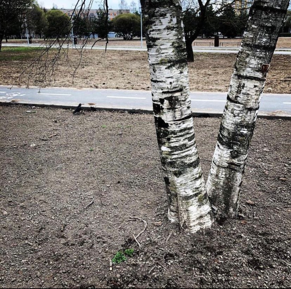 Сквер на пересечении улицы Труда и проспекта Энтузиастов в Пскове не прошел приемку