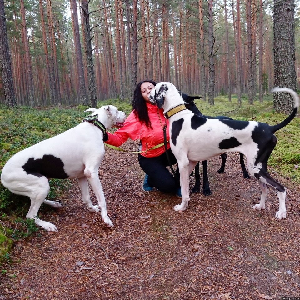 18 собак-инвалидов и отказников смогли найти свой дом благодаря псковичке 