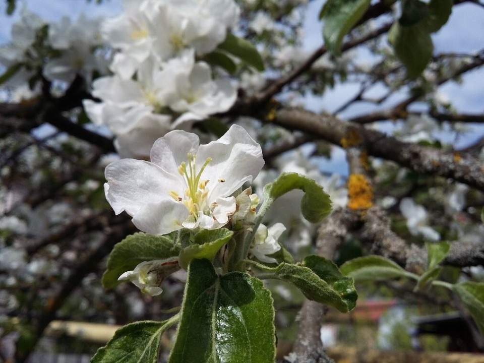 В мае в Псковской области прогнозируется до 28 градусов тепла