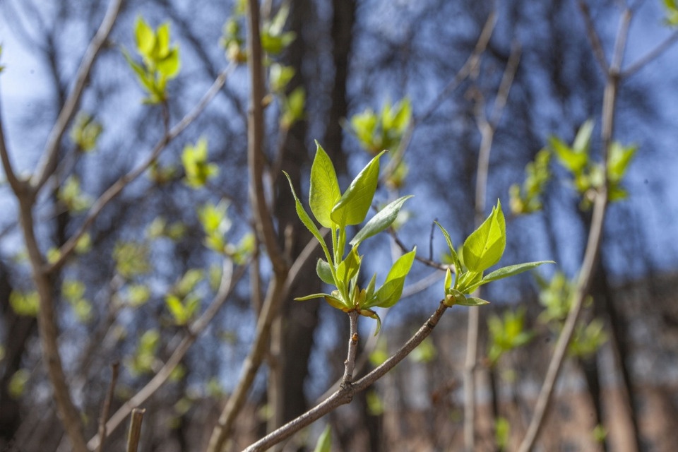 Каштаны, березы, сирень и туи посадили в сквере около Октябрьского виадука в Пскове 