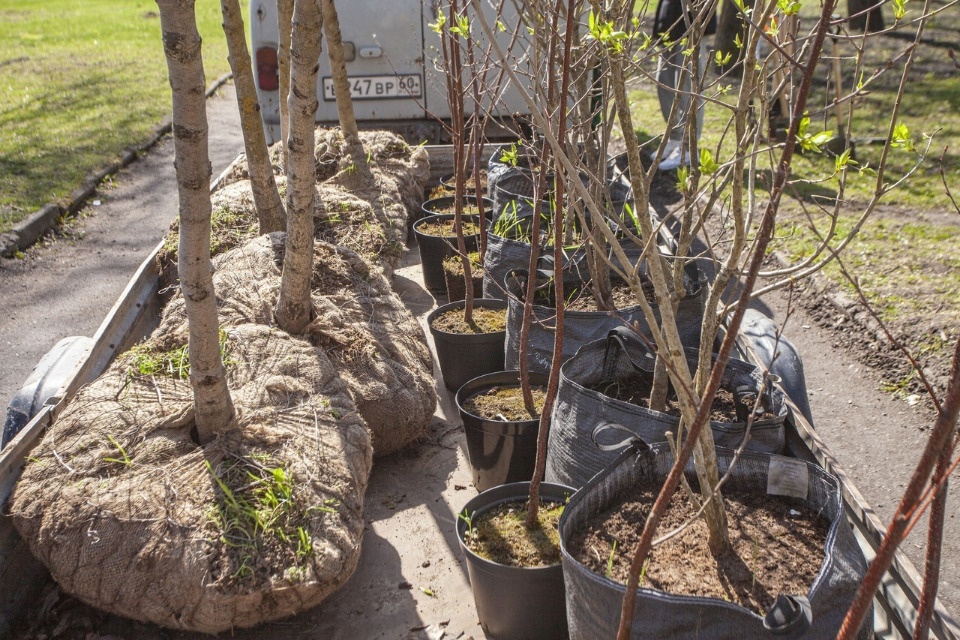 Каштаны, березы, сирень и туи посадили в сквере около Октябрьского виадука в Пскове 
