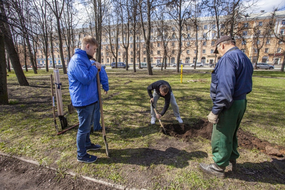 Каштаны, березы, сирень и туи посадили в сквере около Октябрьского виадука в Пскове 