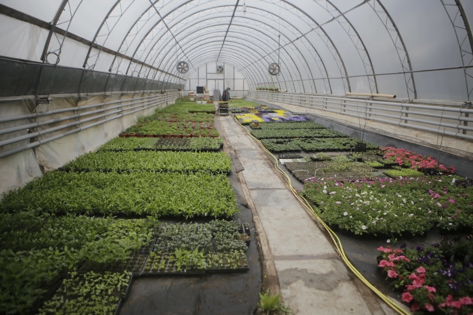 Пошли в рост