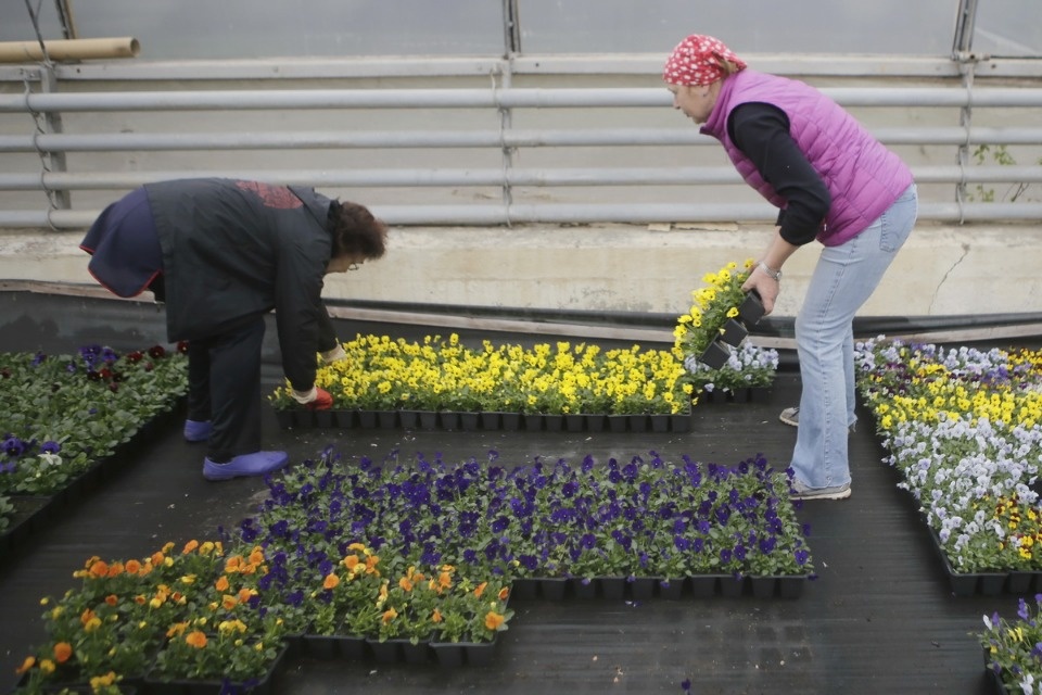 Пошли в рост