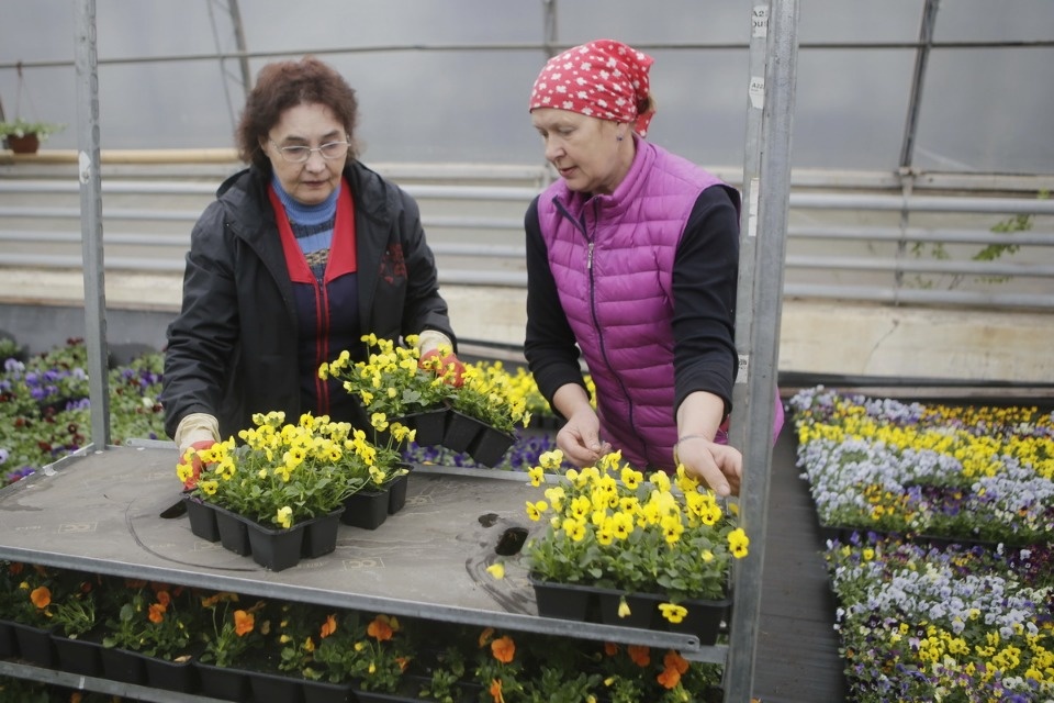 Пошли в рост