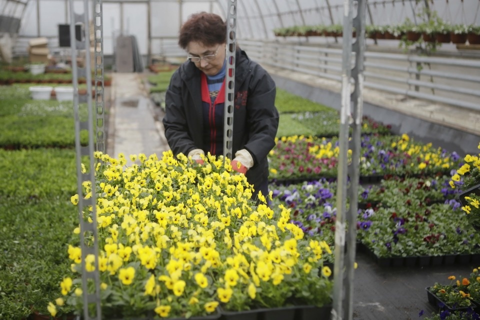 Пошли в рост