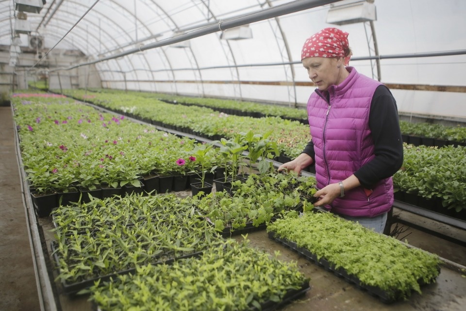 Пошли в рост