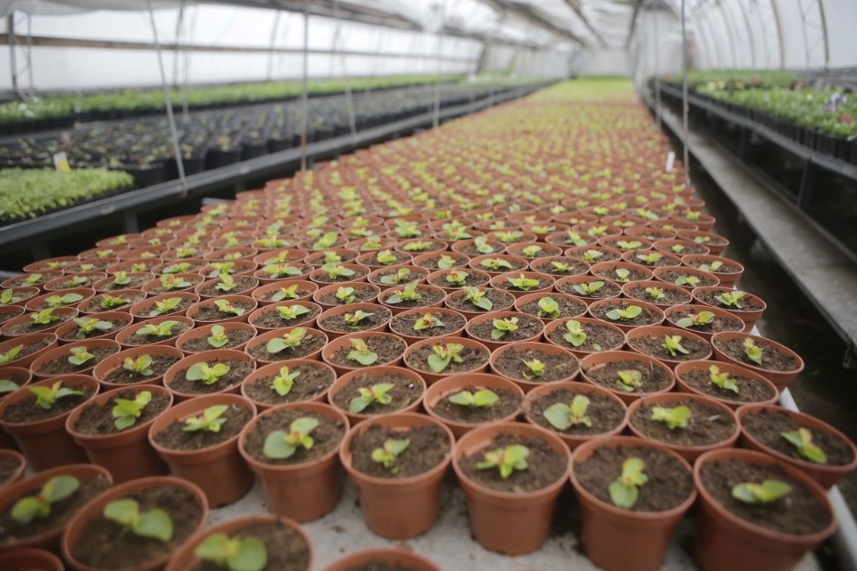 Пошли в рост