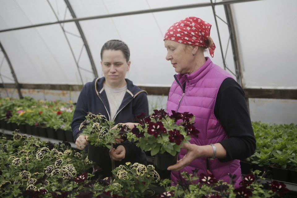 Пошли в рост